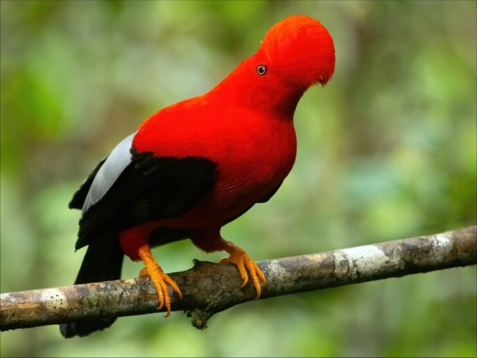 Colombia Birdwatching: Best Birds of the Andes - Adventure Colombia